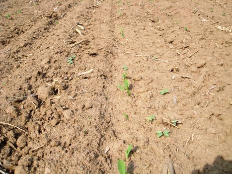 玉米出苗不全是啥原因,玉米出苗早晚不一致是什么原因