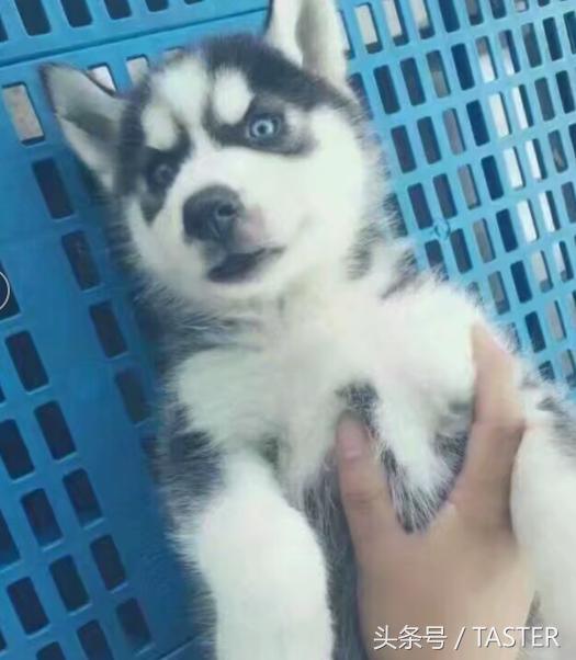 转发说说送小狗?集赞30送樱桃?又到夏天这群*子骗**又来了!