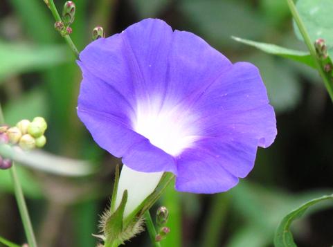 又到牵牛花的季节,它的种子有毒却是一味通三焦的中药