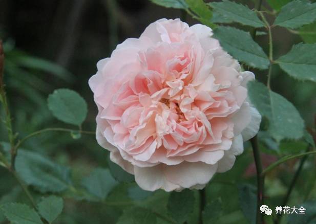 最美最高端的30款月季 (十种绝美的月季)