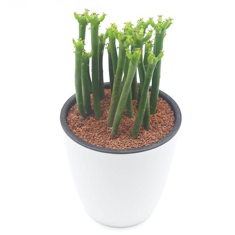 多肉植物光棍树有毒吗,多肉植物光棍树怎么养