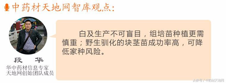 云南蒙自家种白及突破死苗陷阱，长势良好！