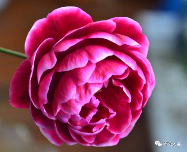 最美的十款月季品种推荐 (十种绝美的月季)