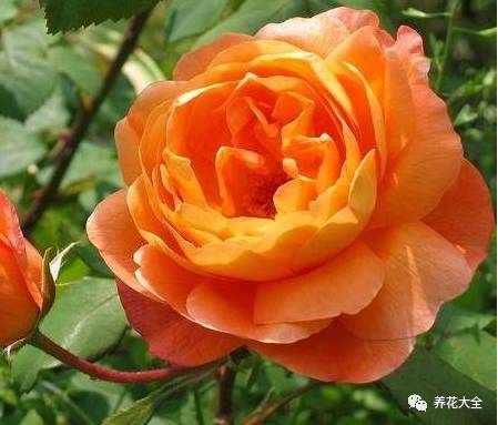 最美的十款月季品种推荐 (十种绝美的月季)