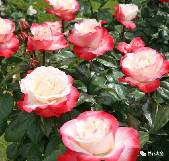 最美最高端的30款月季 (十种绝美的月季)