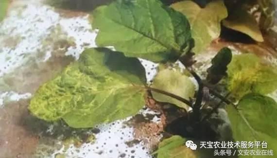 农作物病毒病防治药剂,病毒病防治讲解