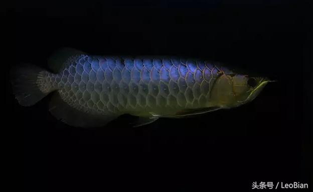 古典过背金龙鱼价值,过背金龙鱼怎么看