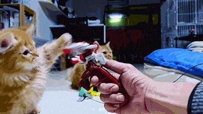 喵主子很烦恼,御赐铲屎官之喵主子们的烦恼