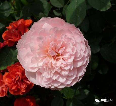 最美最高端的30款月季 (十种绝美的月季)