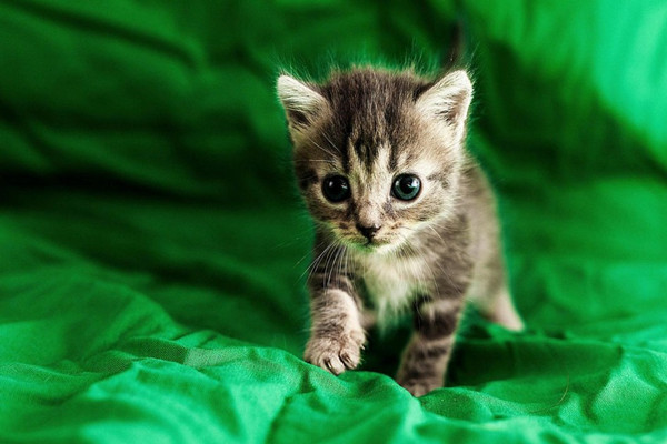 新手养猫注意事项大全,新手养猫注意事项软件