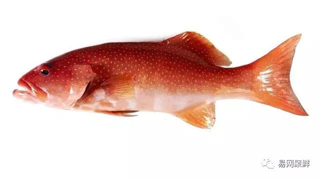 各类石斑鱼图片,常见的石斑鱼图片