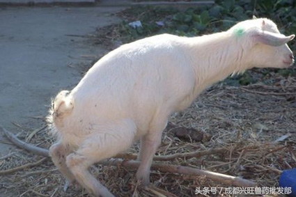 羊尿不出来的症状有哪些表现,羊尿不出土办法治吗