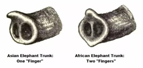 亚洲象vs非洲象,非洲象vs亚洲象