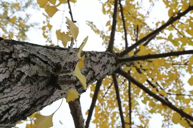 汉语言文学读研是什么体验,汉语言文学就读感受