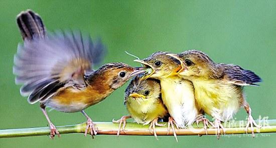 春季宠物怎么处理,宠物春季注意事项