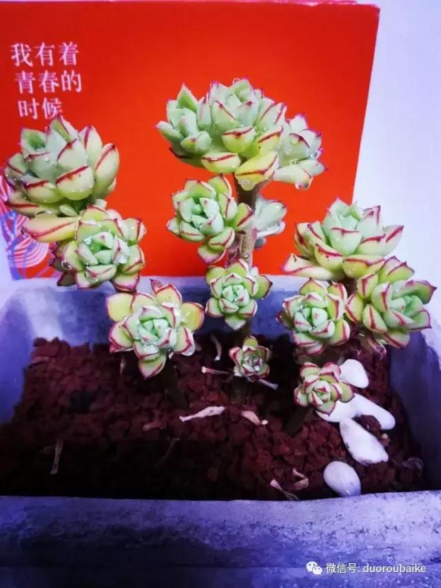 原来多肉与书更配哦！文艺范走起！