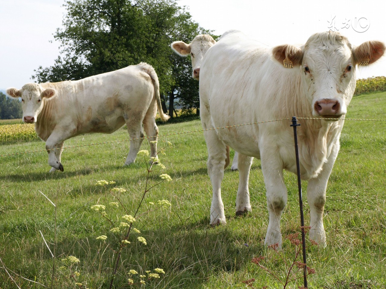一整年运势突出的生肖排名,生来好命的三大生肖天生鸿福无穷