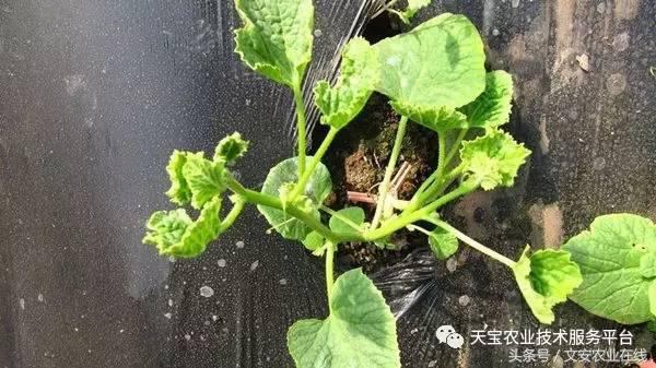 农作物病毒病防治药剂,病毒病防治讲解