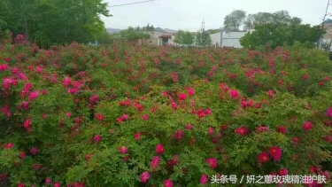 特色种植业托起群众致富梦,富硒玫瑰