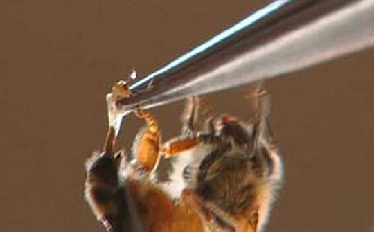 神雕侠侣小龙女和周伯通冲出山洞,神雕侠侣周伯通教小龙女功夫