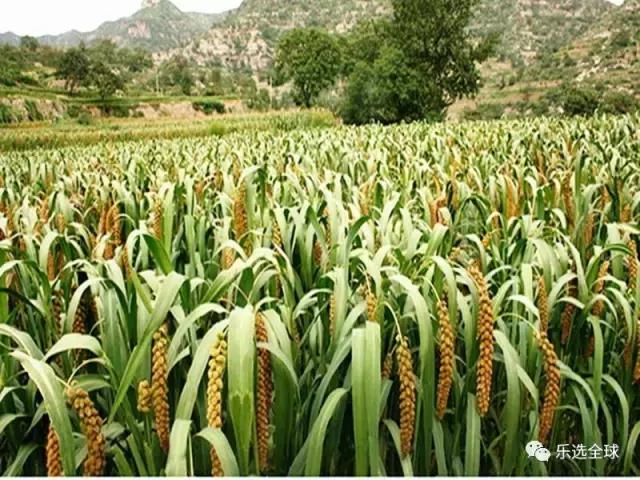 吃小米有什么好处和功效,吃小米的好处和功效与作用