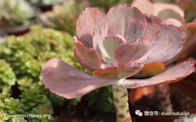 杀虫气雾剂能给多肉喷小黑飞吗,给多肉喷杀虫剂浓度高了有影响吗