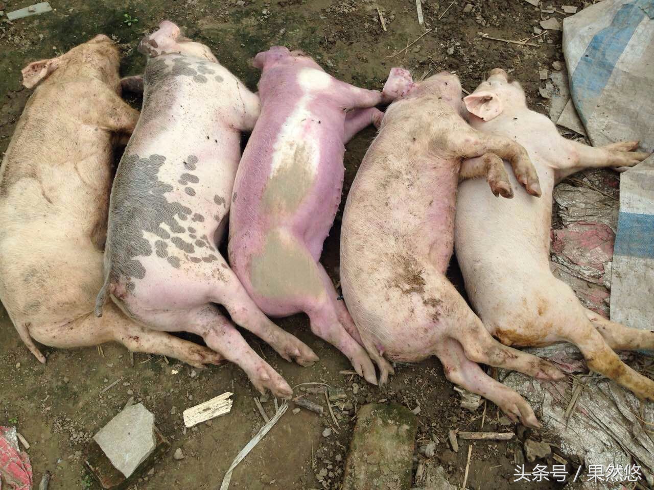 夏天猪最易发生的五种疾病,冬季猪死亡率高的疾病有哪些