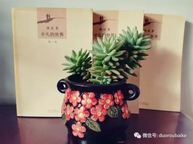 原来多肉与书更配哦！文艺范走起！