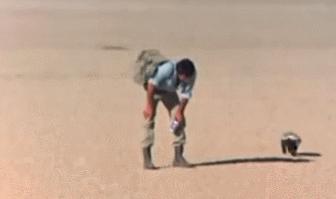 动物蜜獾的好斗史,蜜獾的习性特征