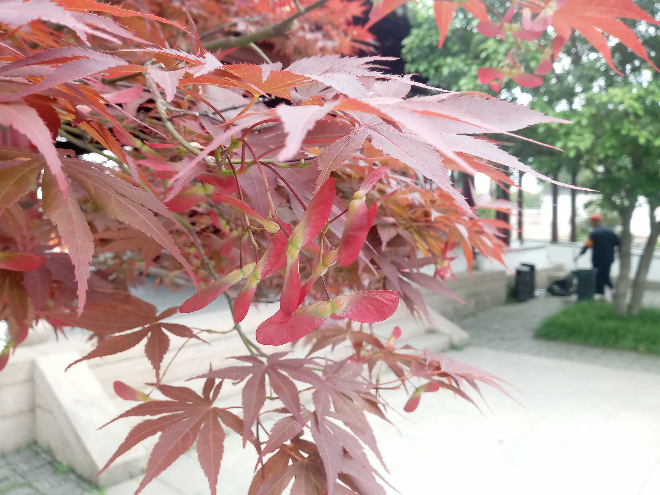 国美k1什么时候发布,虹膜识别国美k1