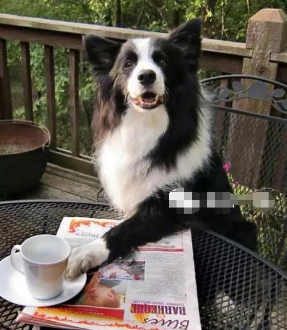 狗狗绝对不能吃的有哪些东西,宠物狗狗不能吃哪些东西