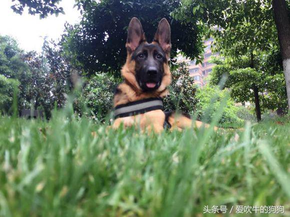 德牧幼犬趴蹄属于什么情况,三个月的幼犬趴蹄啥问题呢