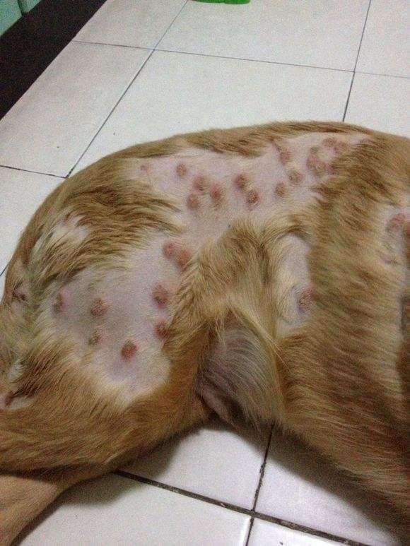 真菌引起宠物的皮肤病有哪些,狗狗感染猫癣怎么治疗