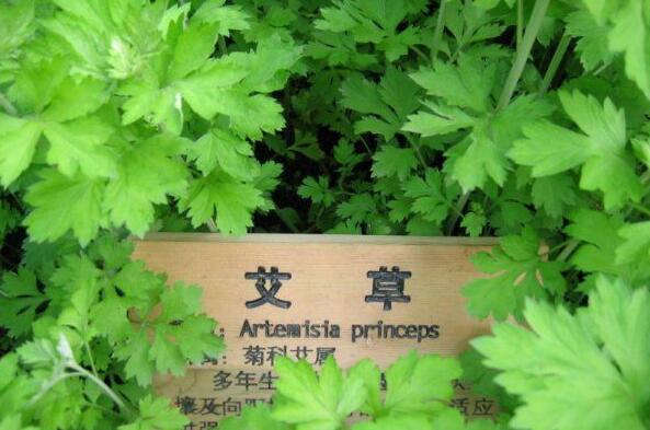 有哪些花卉可以驱蚊无毒,4种好看又好养的驱蚊花