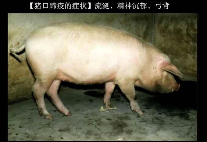 生猪口蹄疫病的预防和治疗,怎样预防和治疗口蹄疫