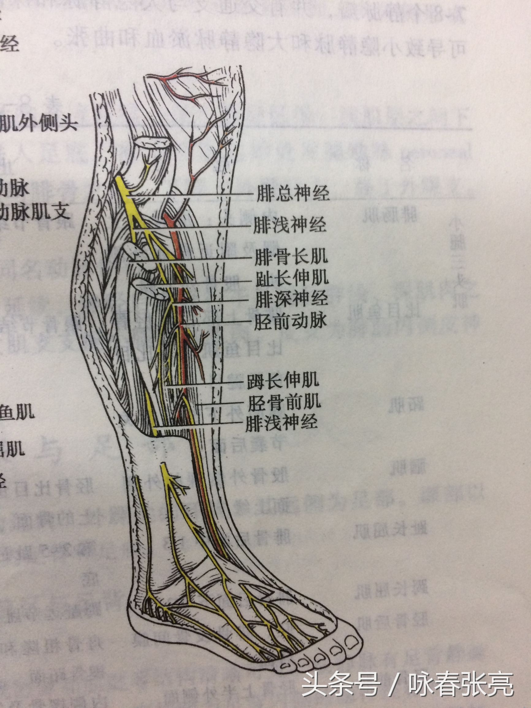 谁说咏春打不过泰拳,谁说传统武术不行你戳我眼睛试试