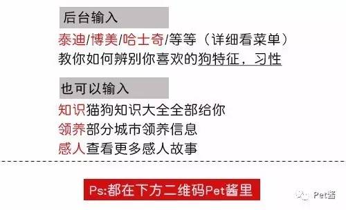 中华田园猫12个品种图哪个最好养,中国最稀少的猫品种中华田园猫