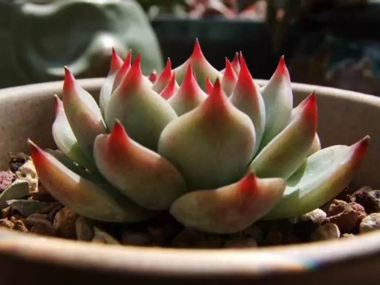 入坑仅1年，他的肉肉竟然全都大变样？！这真的是同一颗肉肉吗？