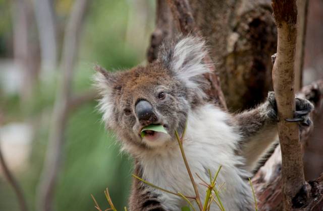 树袋熊爱睡觉,树袋熊助睡眠