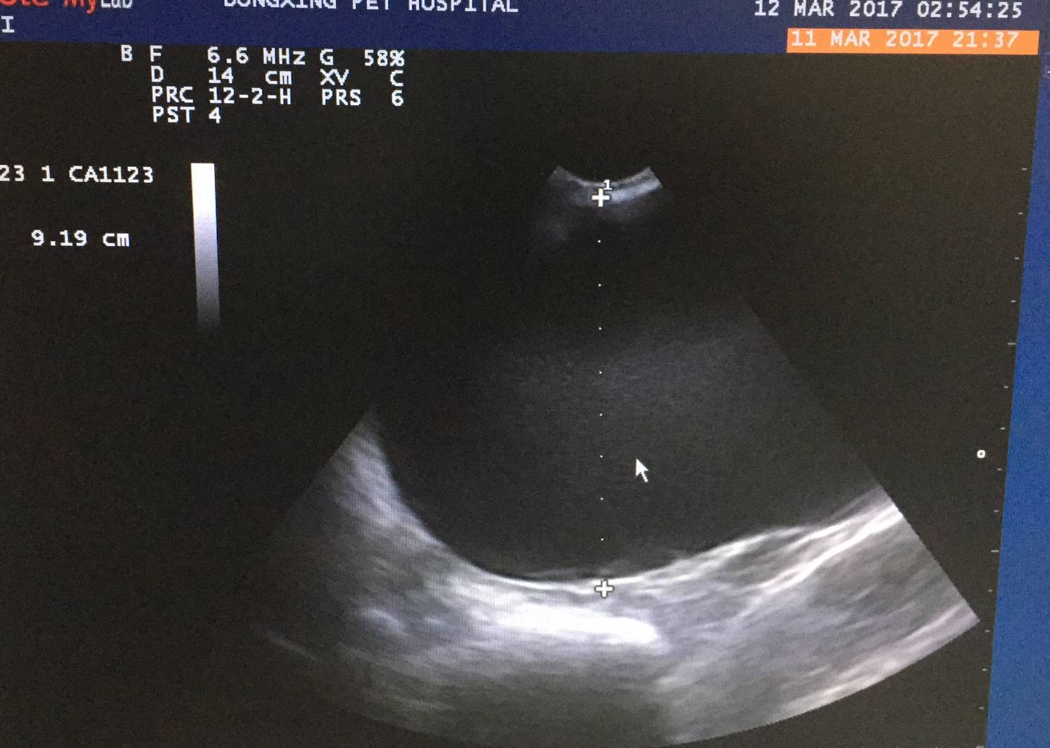 老年犬肿瘤手术现场你知道狗狗患癌症的十大症状吗？