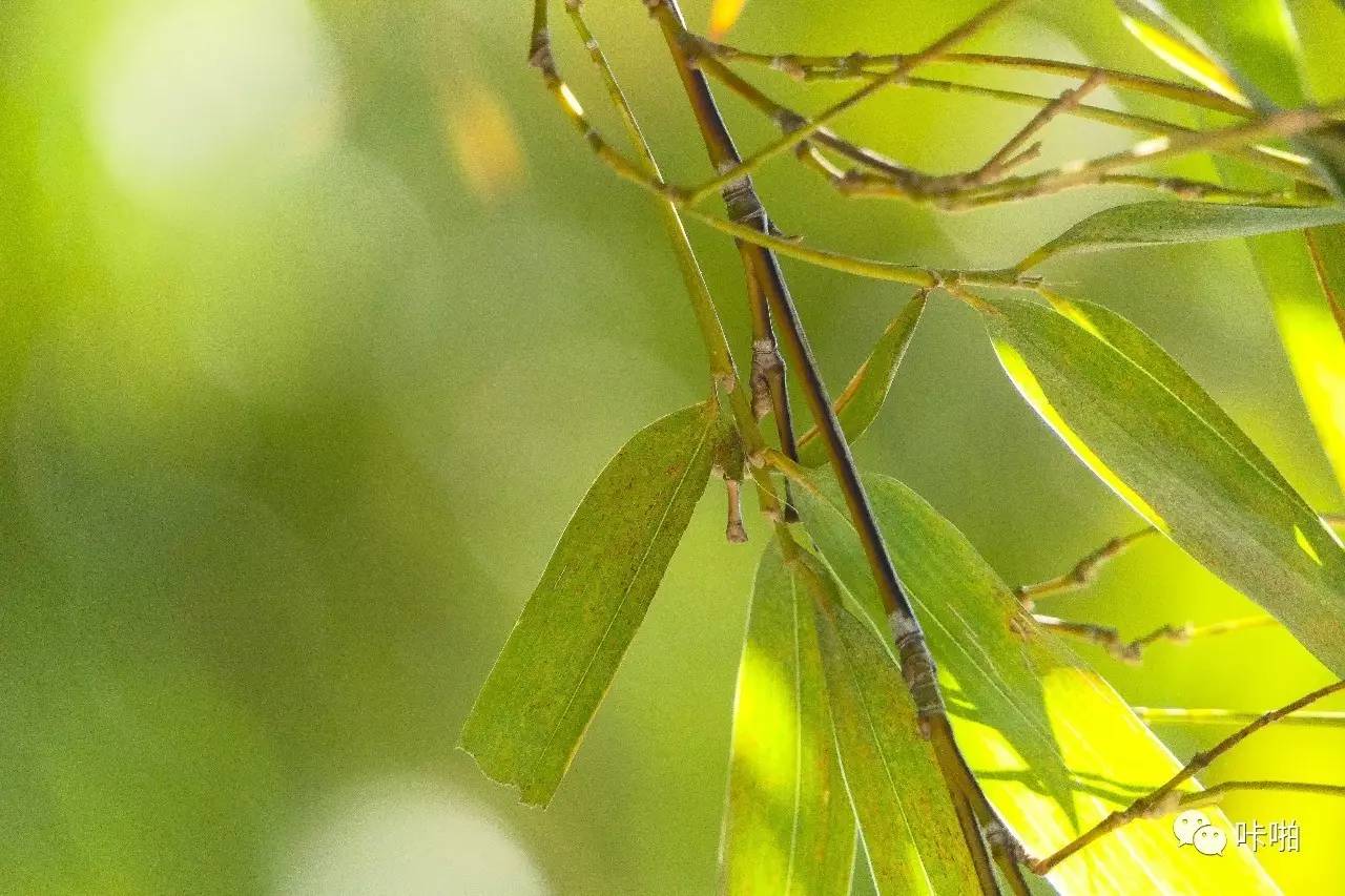 松下fz2500发布时间,松下fz长焦机