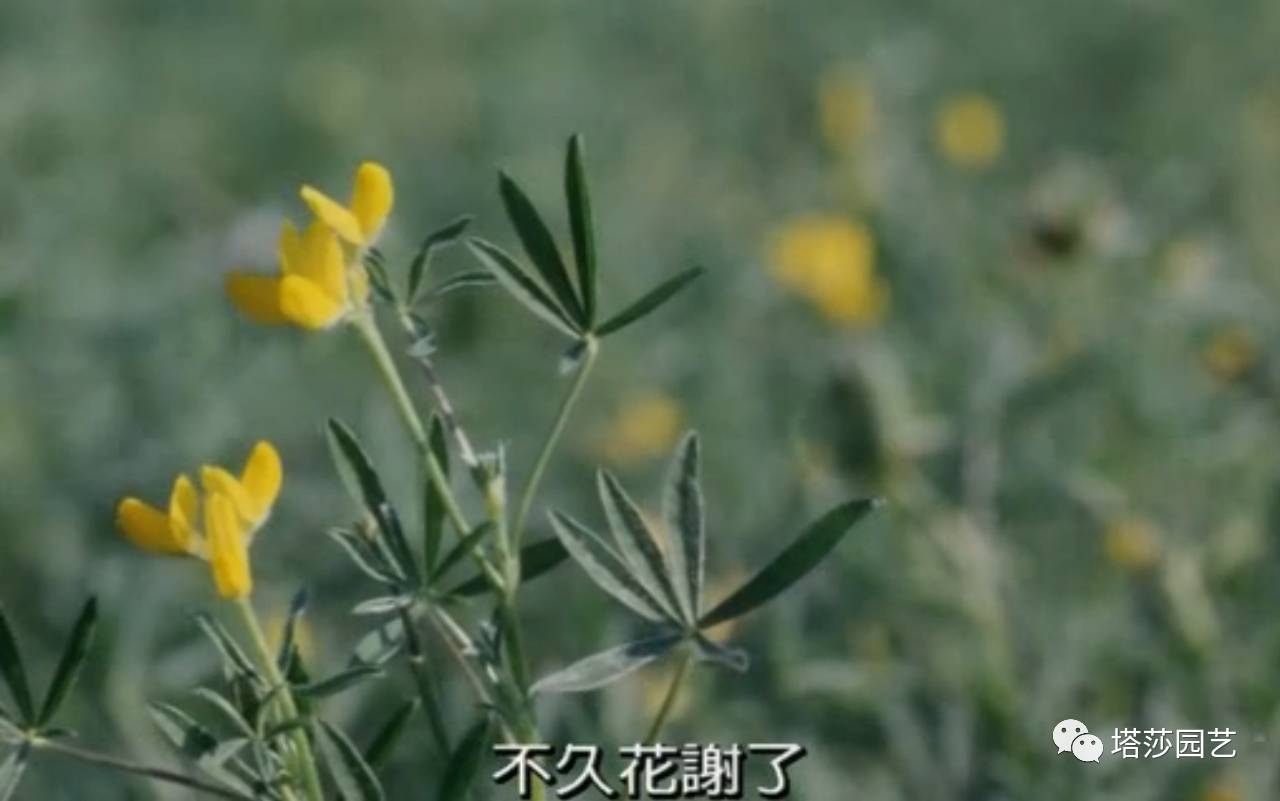 除了康乃馨以外送给妈妈什么花,代表母亲的花是康乃馨