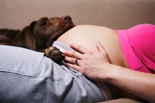 怀孕时养狗狗有问题吗,怀孕养狗会导致胎停吗