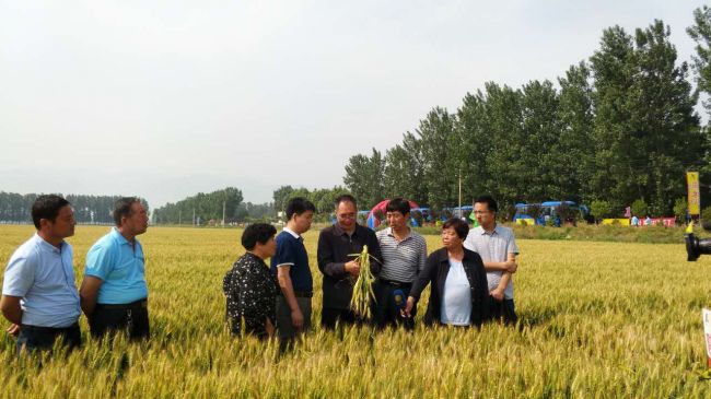 订单农业助推产业结构转型升级优质强筋小麦陕农33观摩会成功举办