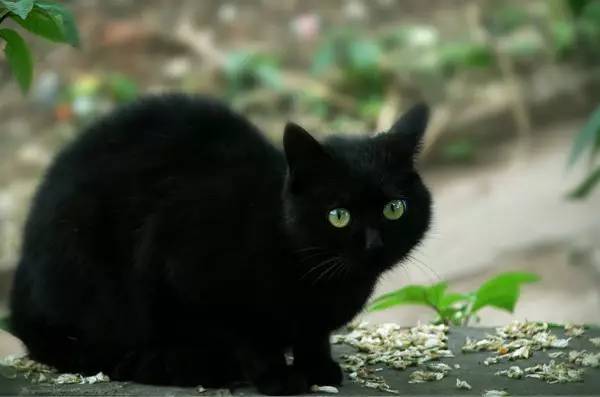 中华田园猫12个品种图哪个最好养,中国最稀少的猫品种中华田园猫