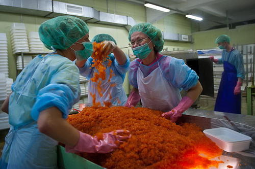 鱼子酱经典场面,带你探寻顶级鱼子酱的加工流程