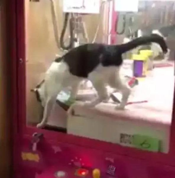 一只流浪猫，让抓娃娃机成了“提款机”！