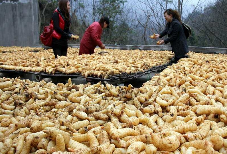 乐山金口河2大地理标志产品：川牛膝吃天麻