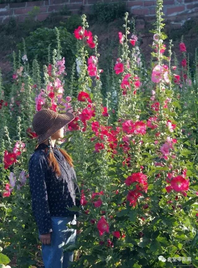 周末踏青最美樱花谷,周末乡村游田园美景醉游人