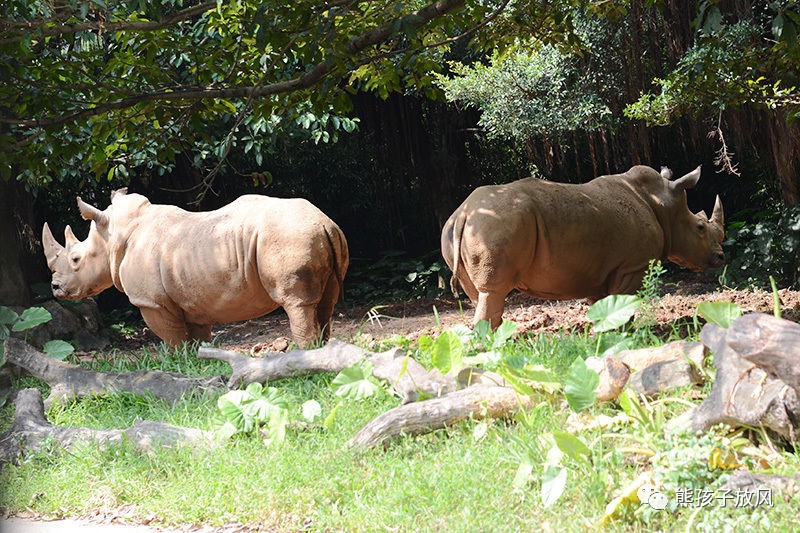 广州长隆野生动物园游玩攻略,广州长隆野生动物园攻略自由行